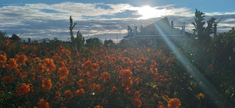 A Family’s Hospitality: Flower Farm blooms in Tarlac Town