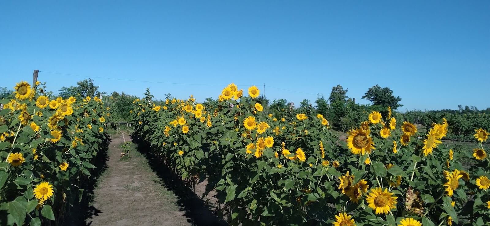 A Family’s Hospitality Flower Farm blooms in Tarlac Town Metro Clark Guide