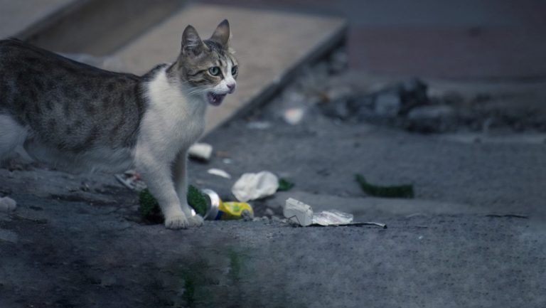 Huli Ka Mingming: CIAC, Angeles City Vet Office launches Neuter Project for stray cats